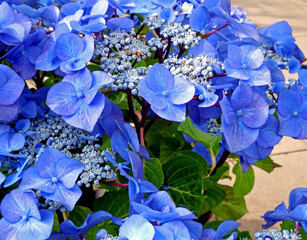 niebieskie kwiaty hortensji ogrodowej, Hydrangea macrophylla © kateej