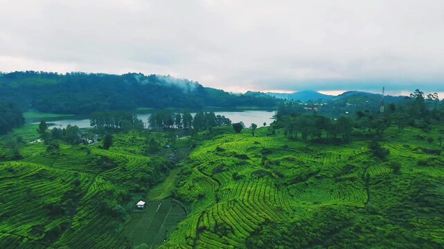 drone video of tea plantation in java indonesia