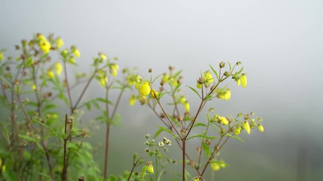 Unknown flowers bloom on the slopes of the mountains.