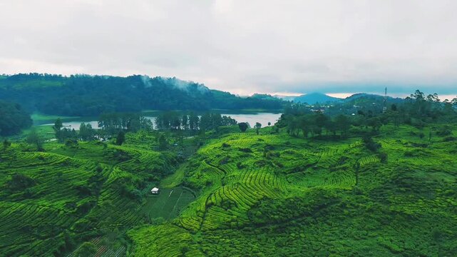 drone video of tea plantation in java indonesia