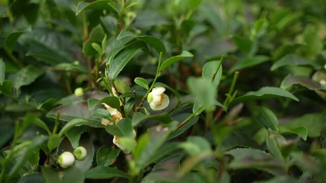 The tea tree is in bloom.