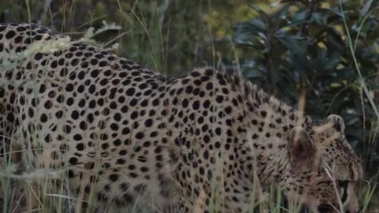 Cheetah walking among grass