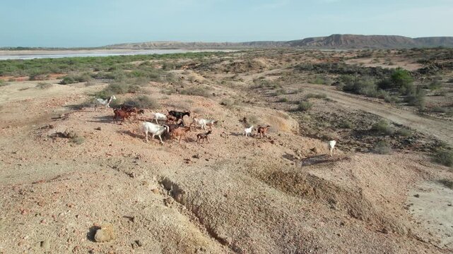 Drone flight over goats in arid Araya, Venezuela's desert landscape