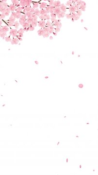 左上の満開の桜と左上から花びらが落ちる桜吹雪のループ動画【縦長ビデオ】4Kのみ:アルファチャンネルあり