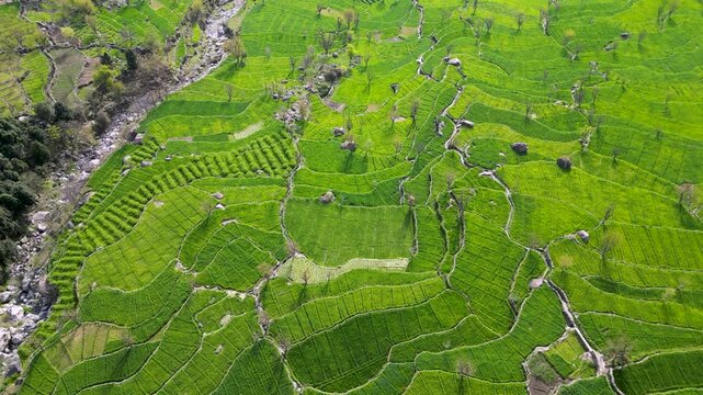 Tea plantations top down drone aerial shot, lush green mountain villages of Kunar province in Afghanistan. Camellia Sinensis organic tea farm