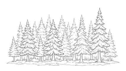 Obraz premium Snowy pine forest landscape in black and white illustration