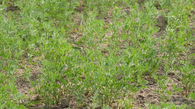 field of young lentil plants growing in soil