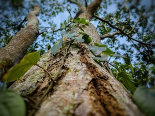 mango tree covered with vines from a low angle with a blue sky in the background
