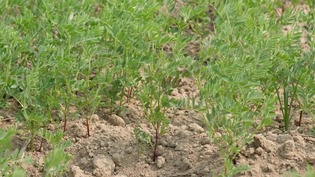 young chickpea plants (Cicer arietinum) growing in a field
