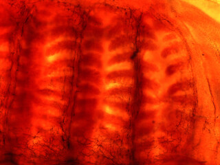 Microscopic Anatomy of Ammocoetes Larva and Dogfish Shark Placoid Sc © Mohammed