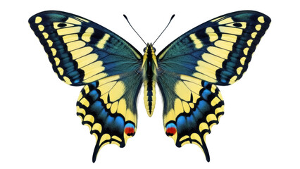 Isolated beautiful swallowtail butterfly showing its yellow, blue, and red patterned wings