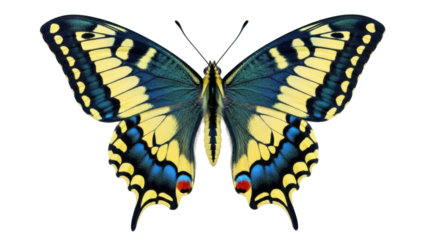 Isolated beautiful swallowtail butterfly showing its yellow, blue, and red patterned wings