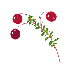 Bog Cranberry with Red Berries and Leaves