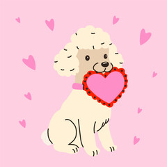 Sweet poodle carrying a heart on a pink background