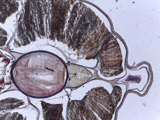 Microscopic Anatomy of Branchiostoma Amphioxus and Specialized Shark Skin Histol © Mohammed