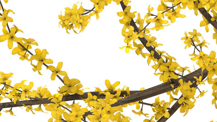  yellow flowers, bushy growth isolated © Poprock3d