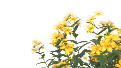  yellow flowers, bushy growth isolated © Poprock3d