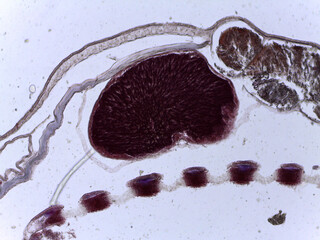 Microscopic Anatomy of Branchiostoma Amphioxus and Specialized Shark Skin Histol © Mohammed