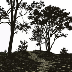 Forest clearing with trees on uneven ground and shadows