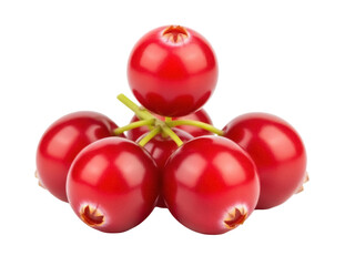 Isolated Bunch of Cranberries on a Stem, Glossy Red Berries Ready to Eat, Tasty and Healthy