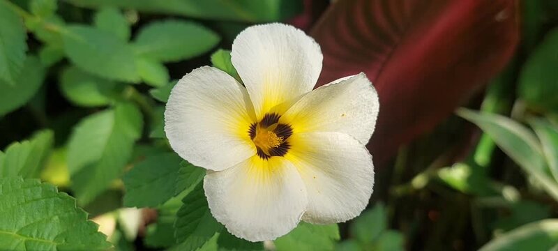 A bee is on a yellow flower. 