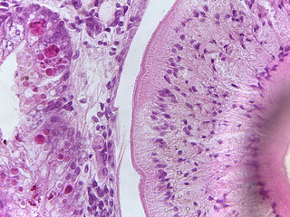 Microscopic Anatomy of Planaria Flatworm and Comparative Biological Specimen Slide Collec © Mohammed