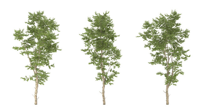 Various types of tree branch plants bushes shrub and and small plants isolated