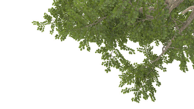 Various types of tree branch plants bushes shrub and and small plants isolated