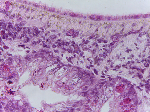 Microscopic Anatomy of Planaria Flatworm and Comparative Biological Specimen Slide Collec