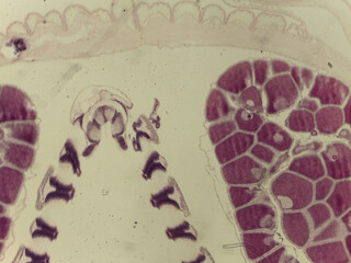 Microscopic Anatomy of Branchiostoma Amphioxus and Specialized Shark Skin Histol © Mohammed
