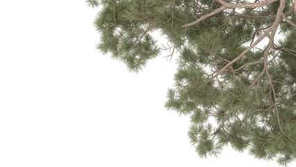 Obraz premium Various types of tree branch plants bushes shrub and and small plants isolated