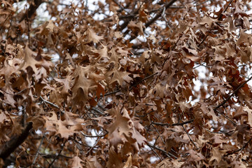 Autumn oak leaves on a tree, crisp and colorful, with warm sunlight filtering through, capturing the essence of the fall season.