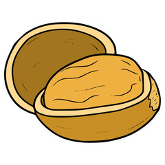 hazelnut illustration hand drawn isolated vector