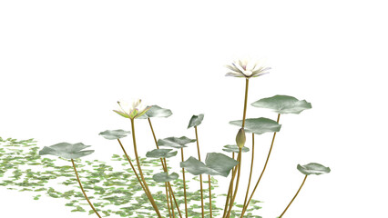 Various types of water plants, duckweed, pickere, water hyacinth