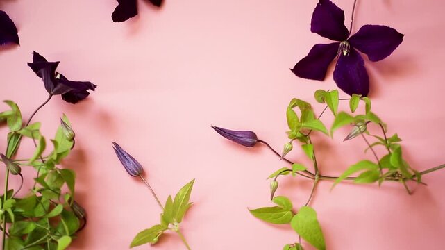 Elegant clematis with flowers on pink background