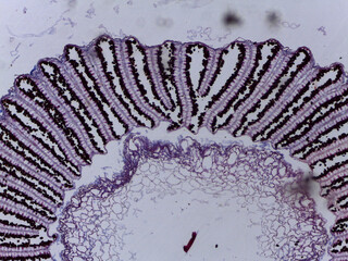 Microscopic Anatomy of Coprinus Mushroom Basidia Spores and Fungal Reproductive Structu © Mohammed