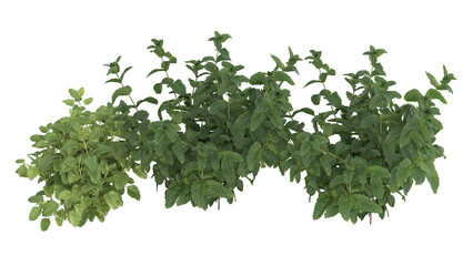 Various types of flowers plants bushes shrub and small plants isolated	
