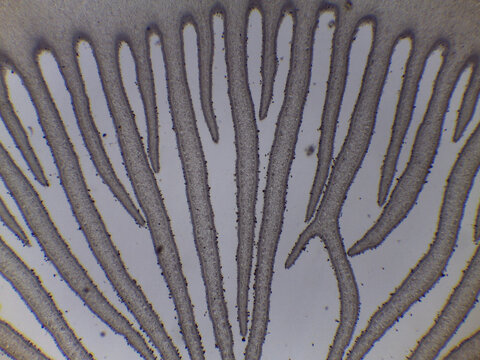 Microscopic Cross Section of Coprinus Mushroom Gills and Basidiospore Product