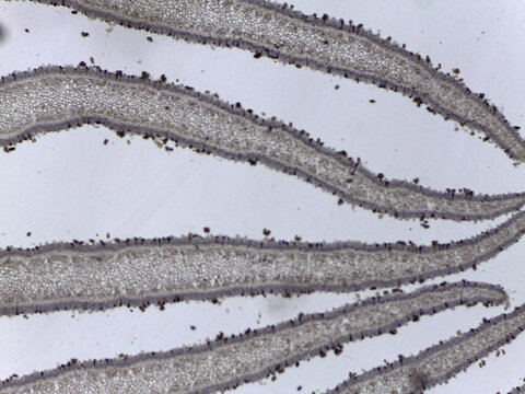 Microscopic Cross Section of Coprinus Mushroom Gills and Basidiospore Product