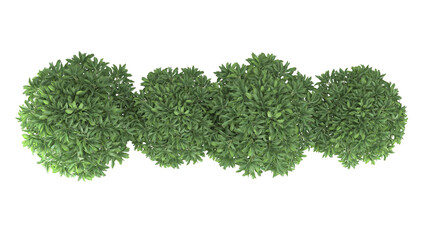 Various types of green grass bushes shrub and small plants isolated	
