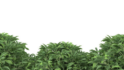 Various types of green grass bushes shrub and small plants isolated	
