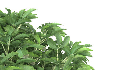 Various types of green grass bushes shrub and small plants isolated	
