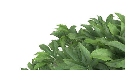 Various types of green grass bushes shrub and small plants isolated	
