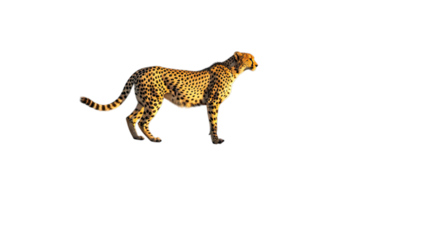 A striking cheetah stands powerfully against a completely black isolated background