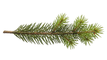Pine tree branch with green needles isolated on a transparent background 1
