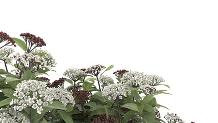 Various types of flowers grass bushes shrub and small plants isolated	
