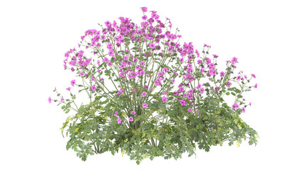 pink flower bush, spiraea japonica