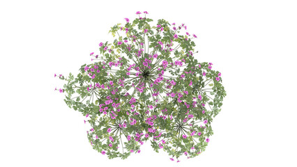 pink flower bush, spiraea japonica