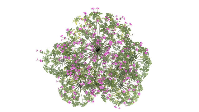 pink flower bush, spiraea japonica