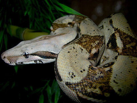Common central american boa, Boa constrictor imperator, Colombia